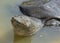 Nile Soft-shelled Turtle (Trionyx triunguis)