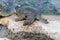 Nile soft-skinned turtle - Trionyx triunguis - climbs onto the stone beach in search of food in the Alexander River near Kfar Vitk