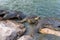 Nile soft-skinned turtles - Trionyx triunguis - climb onto the stone beach in search of food in the Alexander River near Kfar Vitk