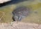 Nile softshell turtle in Nahal Alexander in Israel, Trionyx triunguis in the water, habitant of rivers