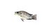 Nile Tilapia Fingerlings fry from farm nursery on white background.