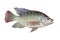 Nile tilapia , freshwater fish,asia