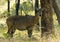 Nilgai