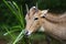 Nilgai Antelope