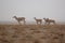 Nilgai antelope in the desert little rann of kutch