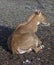 Nilgai antelope female 5
