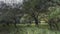 Nilgai antelope graze in a forest clearing in the jungle among the green grass.