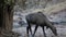 Nilgai antelope, science name:Boselaphus tragocamelus, foraging in the woods