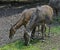 Nilgai antelopes 1