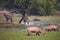 Nilgai antelopes Boselaphus tragocamelus in Keoladeo Ghana Nat