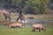 Nilgai antelopes Boselaphus tragocamelus in Keoladeo Ghana Nat