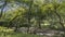 Nilgai antelopes are resting in the shady jungle near a dried-up rocky streambed