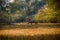 Nilgai in the backwaters