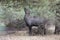 Nilgai, Blue Bull antelope at Keoladeo Ghana National Park, wetlands birds sanctuary, India.