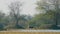 Nilgai or blue bull or Boselaphus tragocamelus Largest Asian antelope in hazy misty landscape scenery in keoladeo wetland