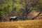 Nilgai or blue bull or Boselaphus tragocamelus Largest Asian antelope in landscape scenery background at keoladeo national park