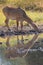 nilgai or blue bull or Boselaphus tragocamelus portrait with water reflection while drinking from natural water body