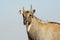 Nilgai - Blue Bull of India