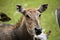 Nilgai (Boselaphus tragocamelus).