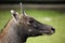 Nilgai (Boselaphus tragocamelus).