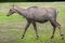 Nilgai Boselaphus tragocamelus