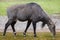 Nilgai Boselaphus tragocamelus