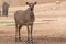 Nilgai Boselaphus tragocamelus or Blue Bull standing in the desert sand