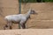 Nilgai Boselaphus tragocamelus or Blue Bull standing in the desert sand