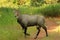 Nilgai, Boselephus tragocamelus, Tadoba National Park, Maharashtra, India