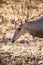 Nilgai walking towards water hole in the Forest of Bandhavgarh National Park