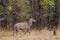 Nilgai walking towards water hole in the Forest of the Tadoba National Park