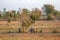 Nilgau antelopes on abandoned farmland eat mulberry