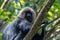 Nilgiri langur Semnopithecus johnii a vulnerable specie observed in Munnar