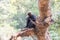 The Nilgiri langur Trachypithecus johnii is a lutung a type of Old World monkey found in the Nilgiri Hills of the Western