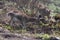 Nilgiri tahr Nilgiritragus hylocrius ungulate endemic to the Nilgiri Hills observed grazing on the slopes