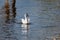 The nimble and fast black sea gull catches fish in the black sea, diving into the water from a height and takes out its prey