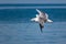 Nimble and fast black sea gull flies high and low against the blue sky, free and wild nature in the fresh