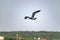 Nimble and fast black sea gull flies high and low against the blue sky, free and wild nature in the fresh