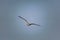 Nimble and fast black sea gull flies high and low against the blue sky, free and wild nature in the fresh