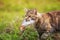 Nimble a fisherman cat proudly carries a large striped bass caught in its teeth across a green clearing