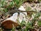 A nimble lizard, or agile lizard, or common lizard Lacerta agilis basks on a stone on a spring day.