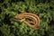 Nimble lizard on the background of green bush branches. top view