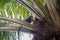 Nimble marmoset going to eat on the tree (Republic of the Congo)