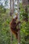 Nimble orangutan climbing a tree closer to the sky in the jungles of Indonesia