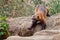 Nimble red-headed wolverine summer fur runs along the green thickets of plants against the rocks. A dexterous fluffy predatory