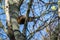 Nimble red squirrel climbed high on a tree and looked down