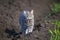 Nimble striped cat walks down the street in the garden on a farm with a gray rat caught in his teeth