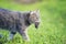 Nimble striped cat walks on green grass on a farm in a field with a gray mouse caught in his teeth