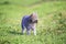 Nimble striped cat walks on green grass on a farm in a field with a gray mouse caught in his teeth