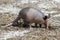 Nine banded armadillo